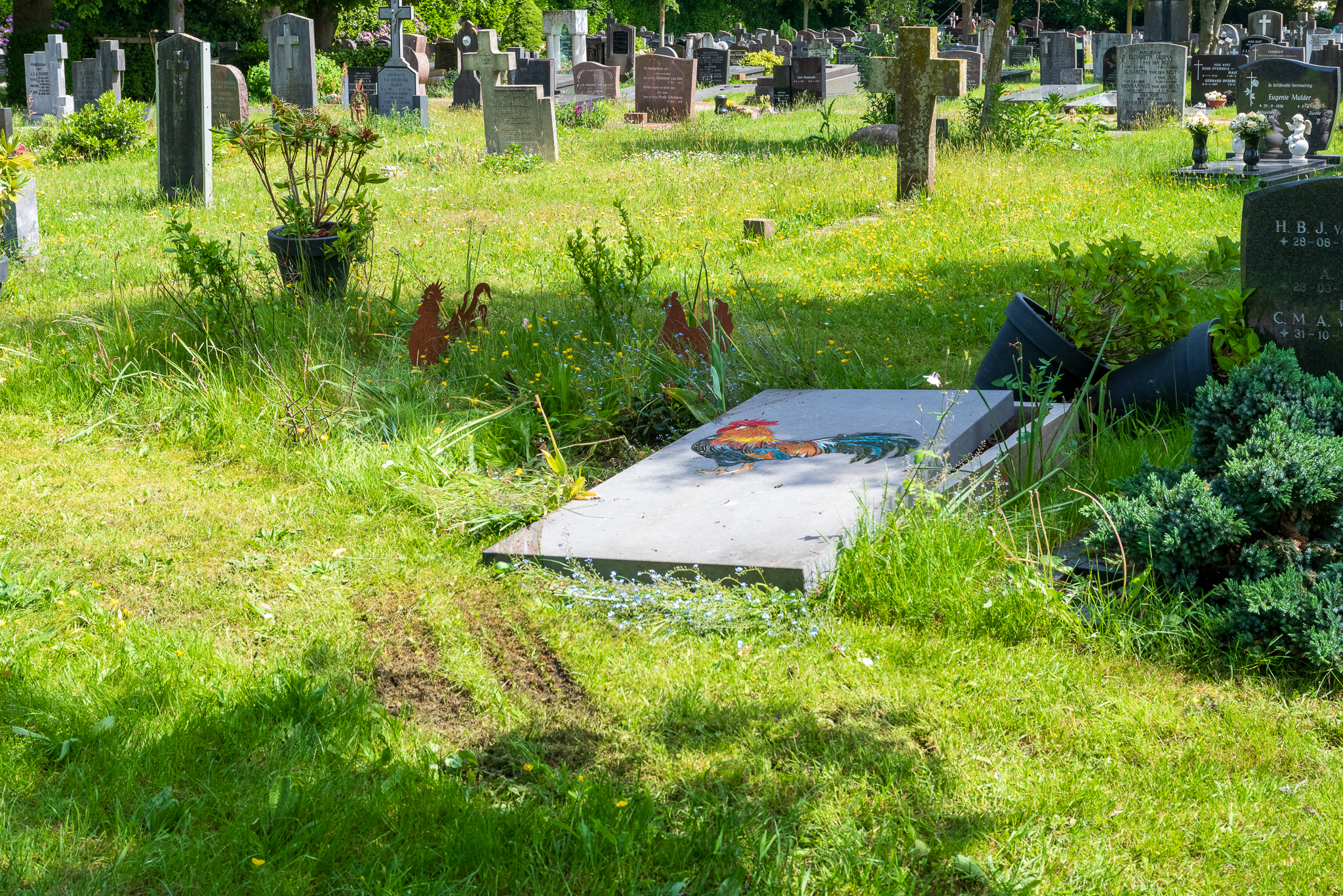 Familieleden geschokt na ravage op RK-begraafplaats: busje rijdt over meerdere graven in Zwolle