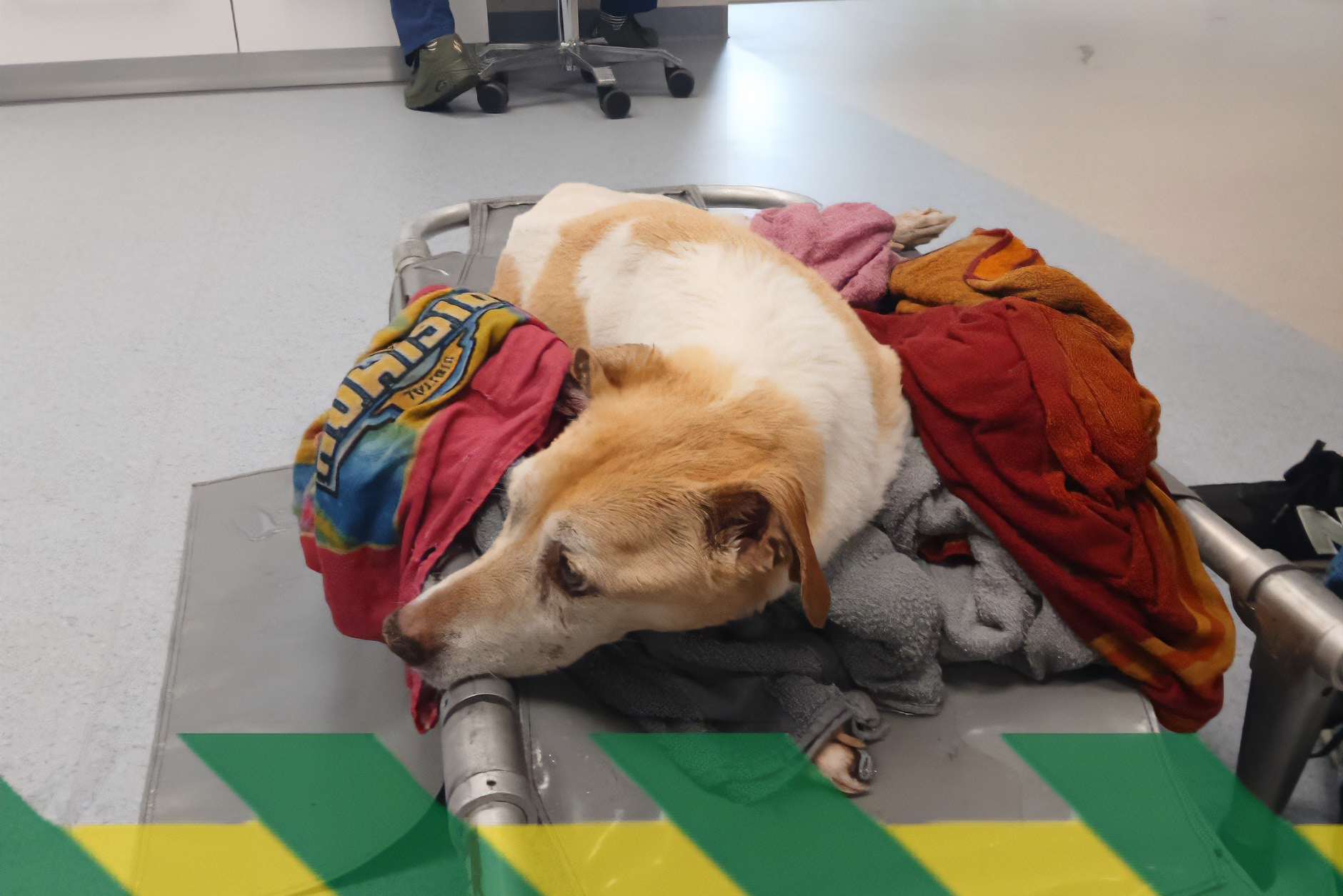 Bewusteloze hond uit snikhete auto gehaald in Zwolle, eigenaar aangehouden