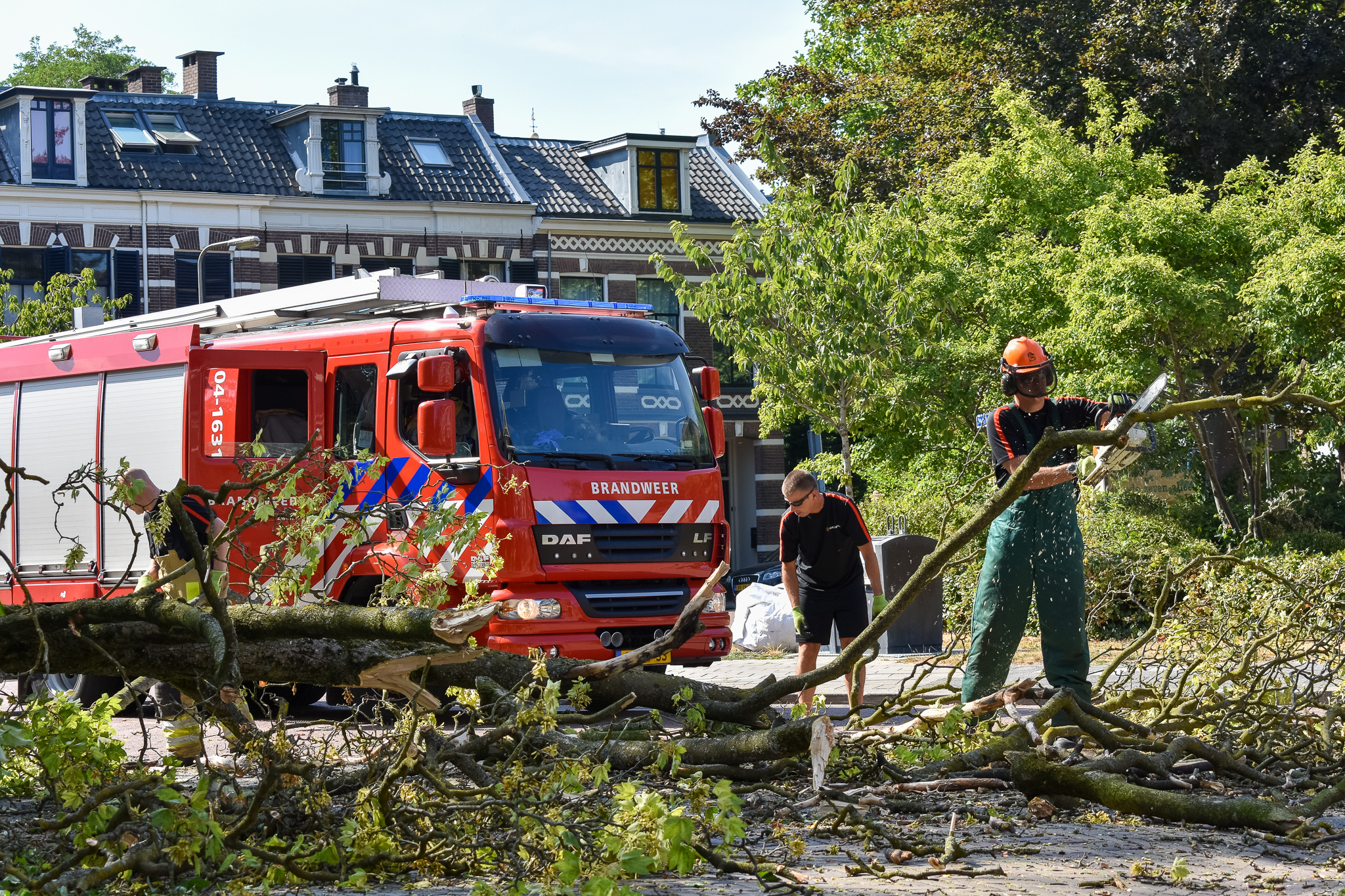 Twee mogelijke gevallen van zomertakbreuk in Zwolle tijdens aanhoudende droogte