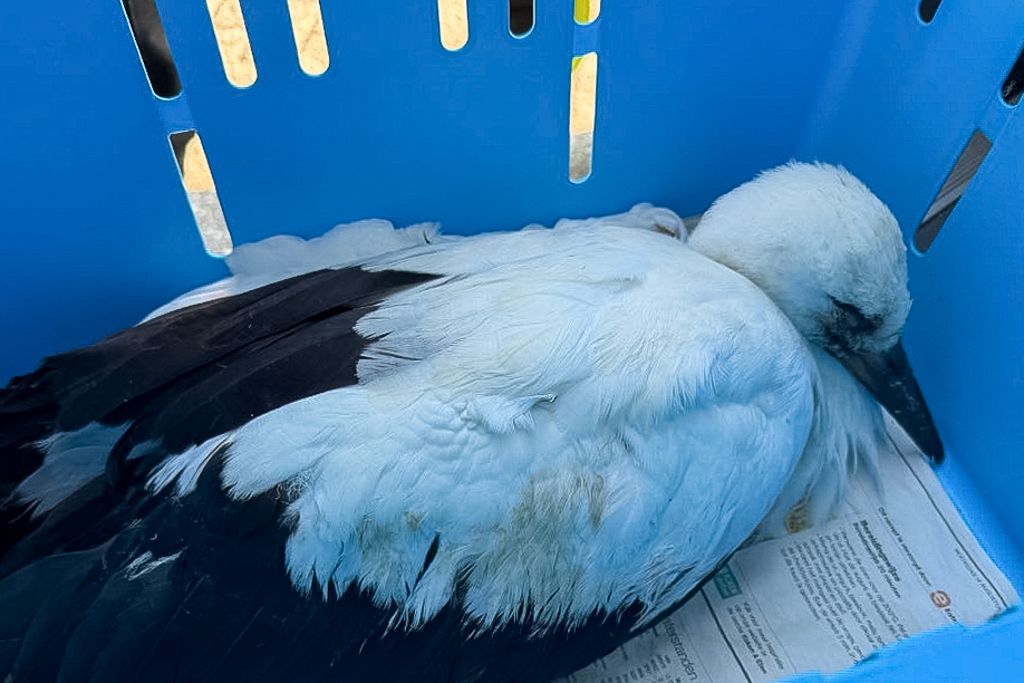 ooievaar dierenambu zwolle - ZwolleInside
