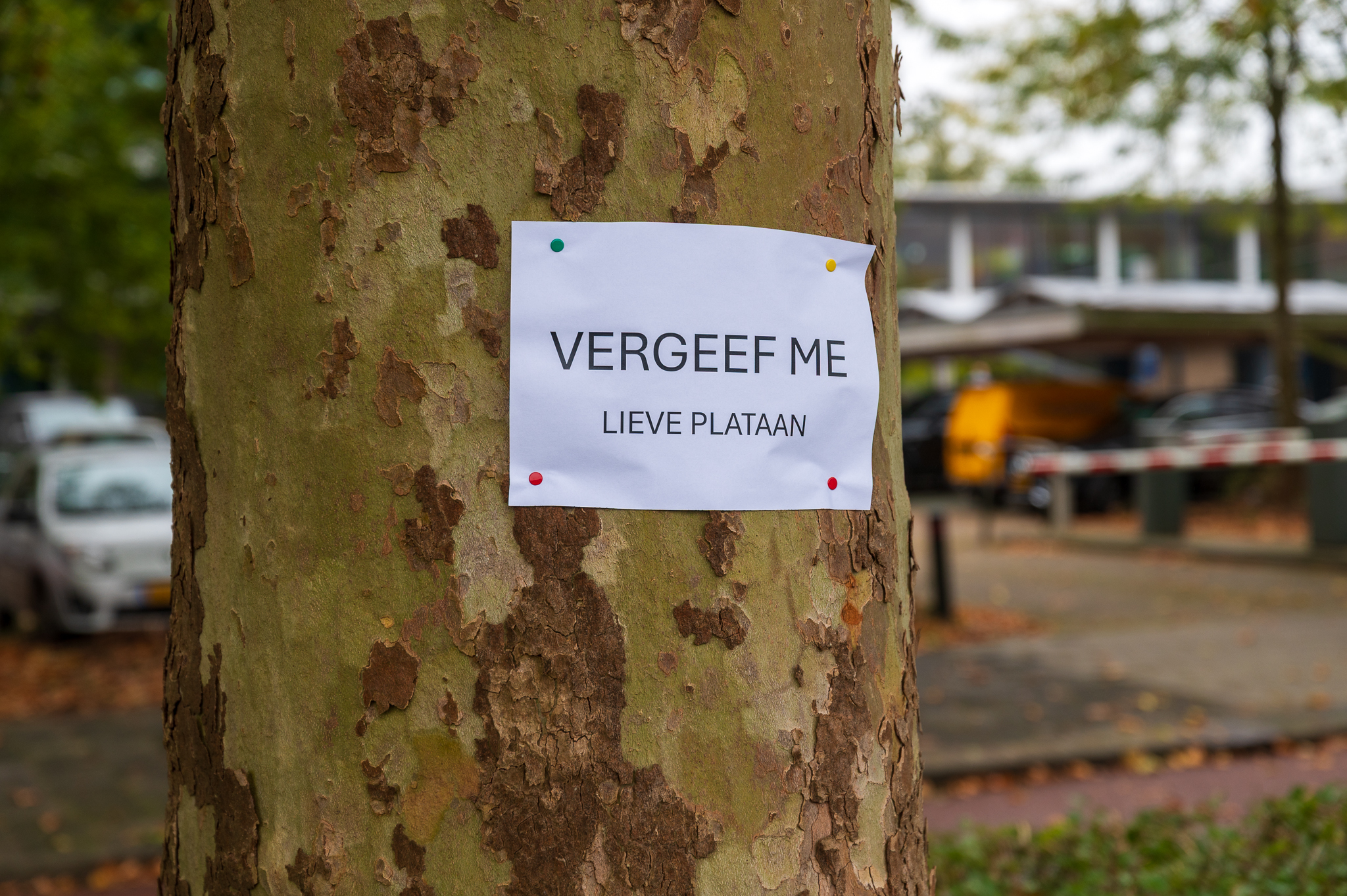 ‘Vergeef me, lieve plataan’: briefjes op bomen aan Luttenbergstraat